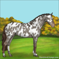 Horse Color:Liver Red Dun Appaloosa Rabicano 