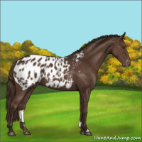 Horse Color:Liver Chestnut Appaloosa 