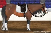 Horse Color:Bay Splash 