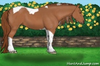 Horse Color:Chestnut Tobiano 