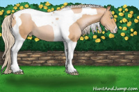 Horse Color:Palomino Pearl Tobiano 
