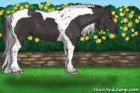 Horse Color:Smoky Black Tobiano 