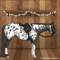 Horse Color:Black Appaloosa 