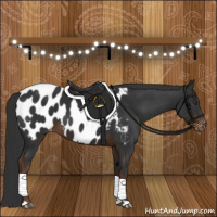 Horse Color:Liver Chestnut Appaloosa 
