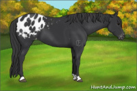 Horse Color:Black Appaloosa