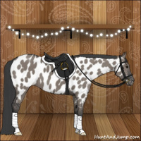 Horse Color:Grullo Appaloosa 