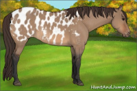 Horse Color:Bay Dun Appaloosa 