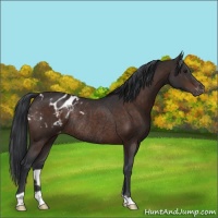 Horse Color:Brown Appaloosa Rabicano