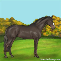 Horse Color:Liver Chestnut Mushroom 