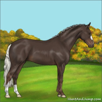 Horse Color:Liver Chestnut Mushroom 