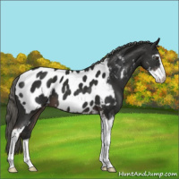 Horse Color:Liver Chestnut Mushroom Sabino Appaloosa 