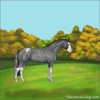 Horse Color:Blue Roan Splash Appaloosa 