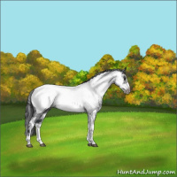 Horse Color:White Spotted Blue Roan Splash Frame Appaloosa 