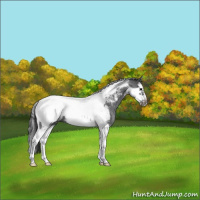 Horse Color:Blue Roan Splash Tobiano Frame Near Fewspot 