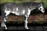 Horse Color:Black Mushroom Splash Rabicano