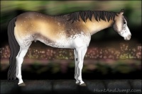Horse Color:White Spotted Buckskin Onyx 