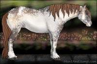 Horse Color:Liver Red Onyx Ice Appaloosa