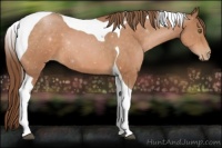Horse Color:Brown Pearl Tobiano