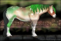 Horse Color:Bay Onyx 