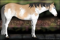 Horse Color:White Spotted Bay Splash 