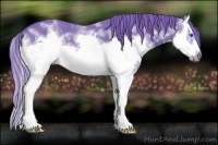 Horse Color:White Spotted Chestnut Splash Frame