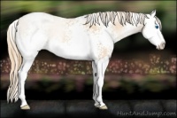 Horse Color:White Spotted Gold Champagne Pearl Splash Appaloosa
