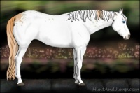 Horse Color:White Spotted Chestnut Splash 