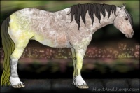 Horse Color:Bay Ice 