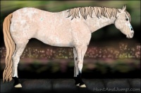 Horse Color:Chestnut Ice Sabino 