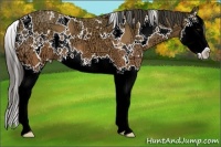 Horse Color:White Spotted Buckskin Ice Splash 