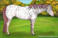 Horse Color:Painted Liver Chestnut Ice Appaloosa 