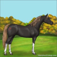 Horse Color:Liver Chestnut Tobiano 