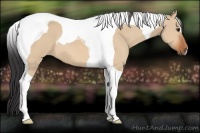 Horse Color:Bay Dun Tobiano 