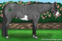 Horse Color:Blue Roan Frame 