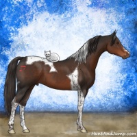Horse Color:Liver Chestnut Tobiano