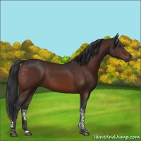 Horse Color:Brown Tobiano
