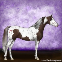 Horse Color:Liver Chestnut Splash Tobiano 
