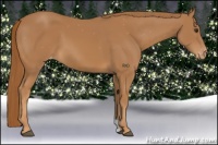 Horse Color:Chestnut Appaloosa 