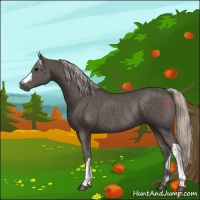 Horse Color:Silver Black Rabicano 