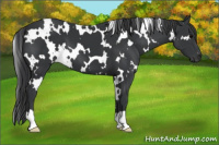 Horse Color:White Spotted Black