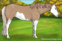 Horse Color:Liver Red Dun Splash 