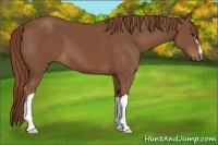 Horse Color:Chestnut 