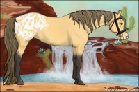 Horse Color:Buckskin Appaloosa 