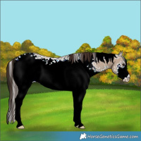 Horse Color:White Spotted Liver Red Dun Ice 