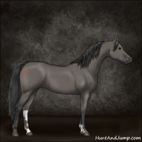 Horse Color:Grullo 