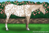 Horse Color:Grullo Pearl Sabino Appaloosa 