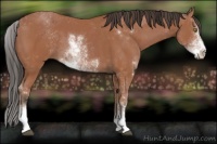 Horse Color:Bay Sabino 