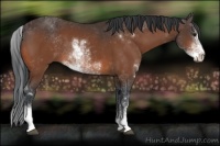 Horse Color:Bay Sabino 