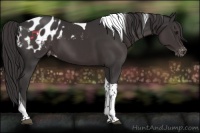 Horse Color:Smoky Black Tobiano Appaloosa 