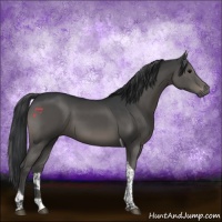 Horse Color:Black Tobiano 